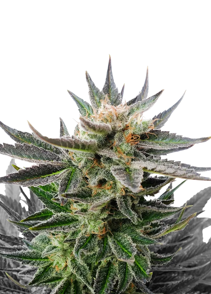 Sativa Dream (LOL) | PHOTOFEM | Kannabia Seeds