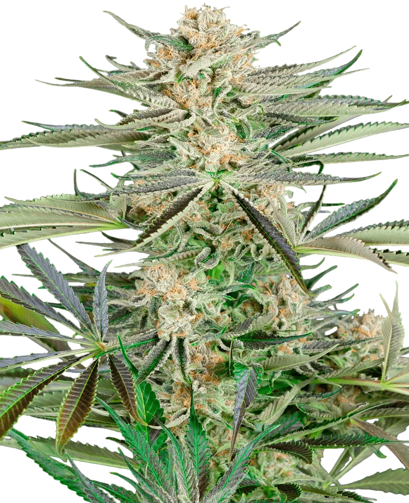 Screwdriver OG | PHOTOFEM | Sensi Seeds