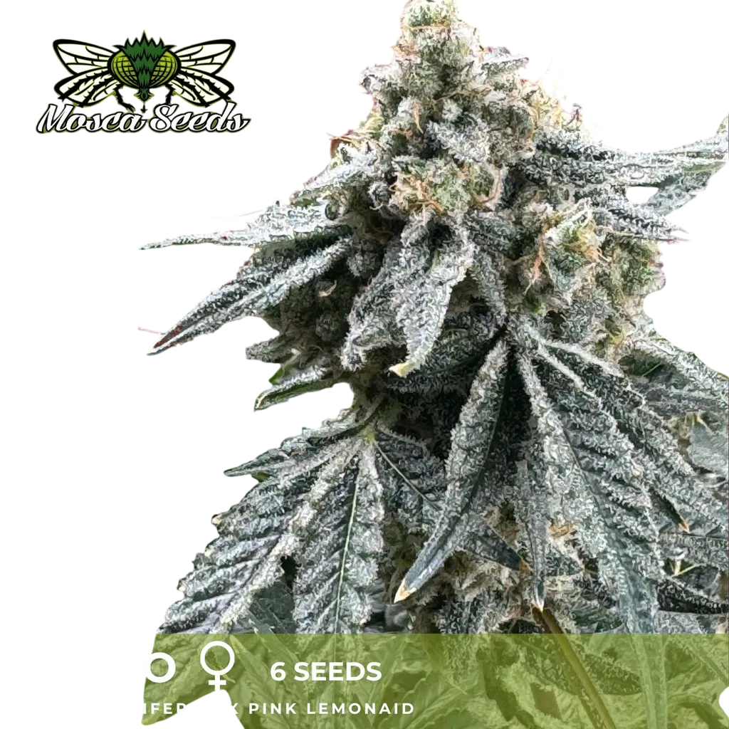 Sello | PHOTOFEM | Mosca Seeds