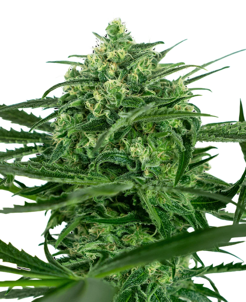 Sensi Amnesia | PHOTOFEM | Sensi Seeds