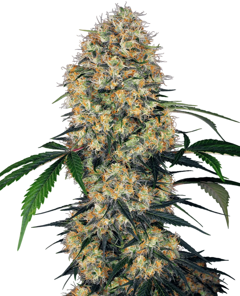Sensi Amnesia XXL Auto | AUTOFEM | Sensi Seeds