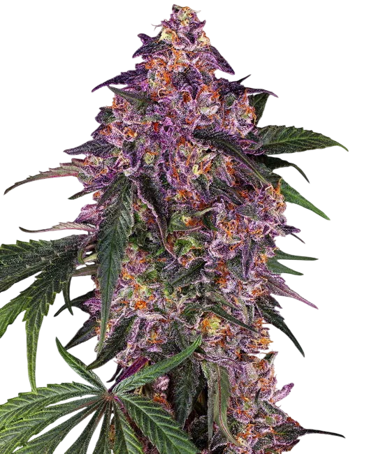 Sensi Purple Kush | PHOTOFEM | Sensi Seeds