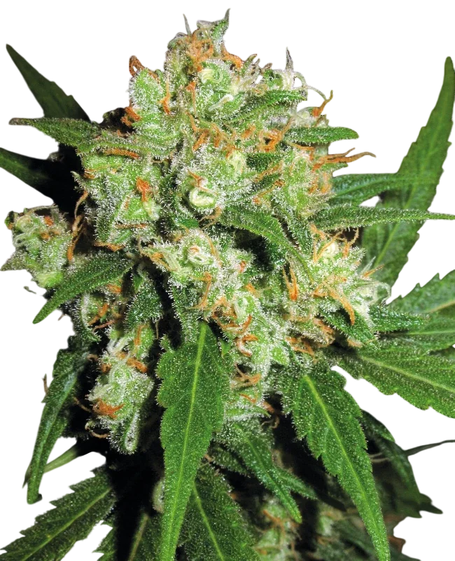 Sensi Skunk | PHOTOFEM | Sensi Seeds