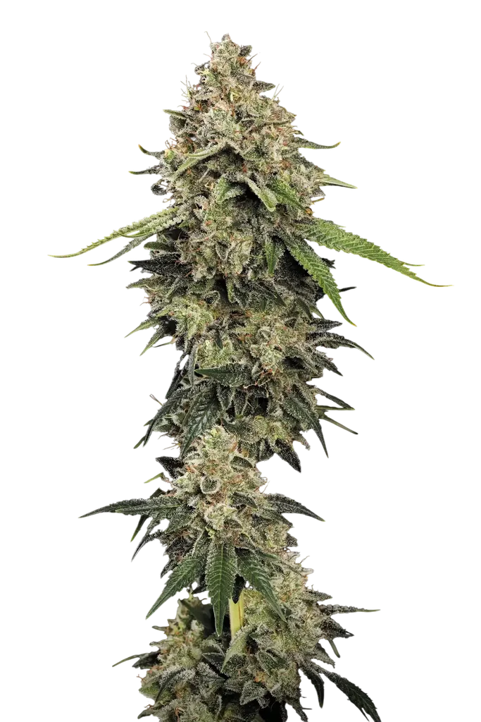 Sensi Star | PHOTOFEM | Paradise Seeds