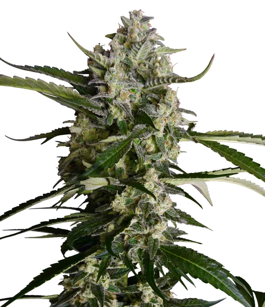Seriosa | PHOTOFEM | Serious Seeds