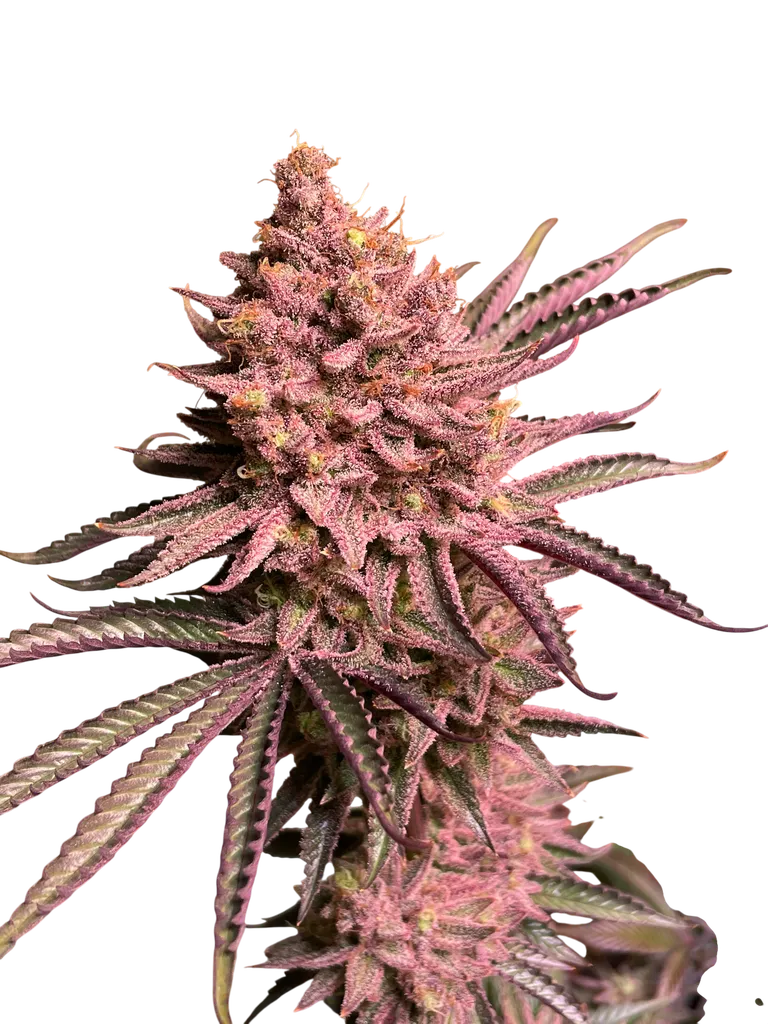 Seriotica | PHOTOFEM | Serious Seeds