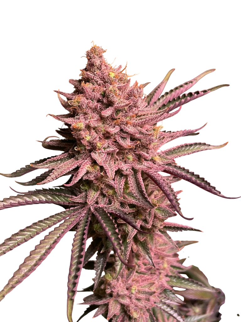 Seriotica | PHOTOFEM | Serious Seeds