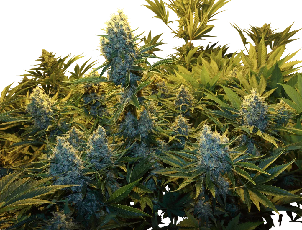Serious Kush | PHOTOFEM | Serious Seeds