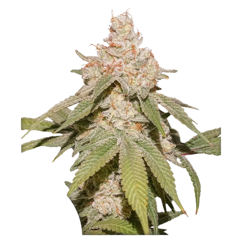 SFV OG Auto | AUTOFEM | Dutch Passion