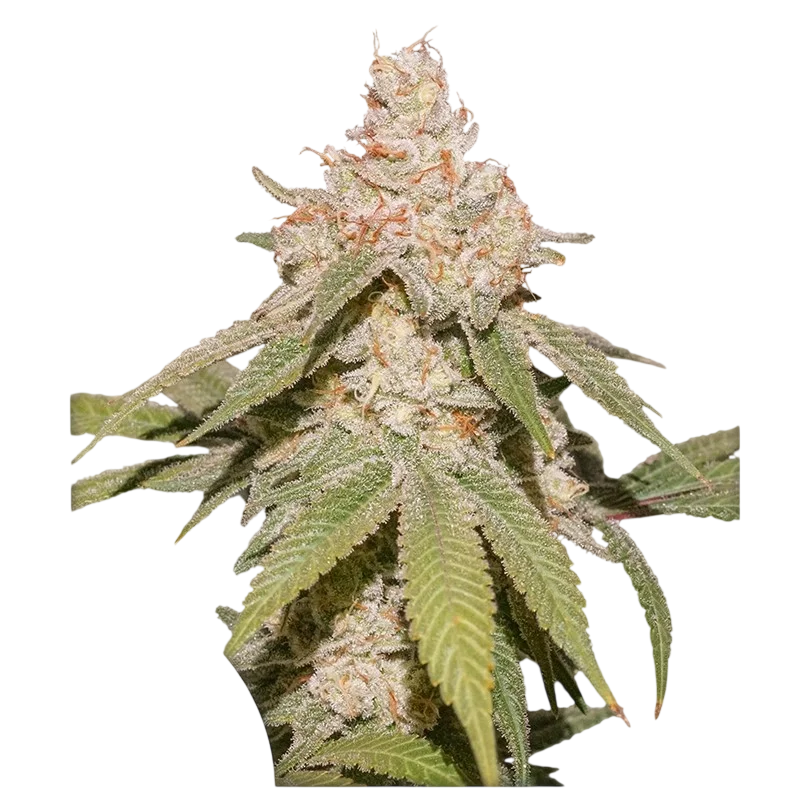SFV OG Auto | AUTOFEM | Dutch Passion