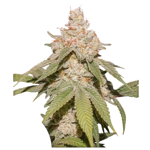 SFV OG Auto | AUTOFEM | Dutch Passion