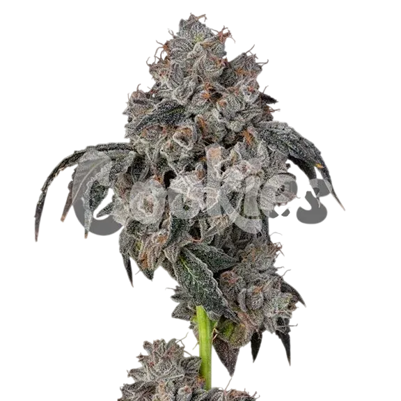 Blueberry Cherries | PHOTOFEM | Cookies Seed Bank