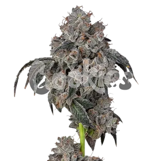 Blueberry Cherries