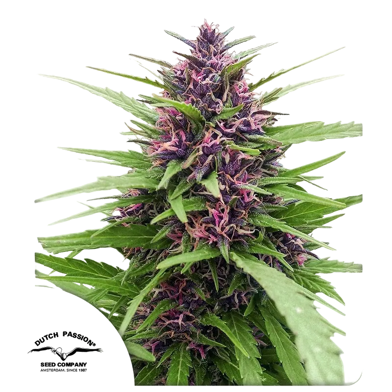 Shaman | PHOTOFEM | Dutch Passion