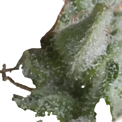 Shark Auto | AUTOFEM | Pyramid Seeds