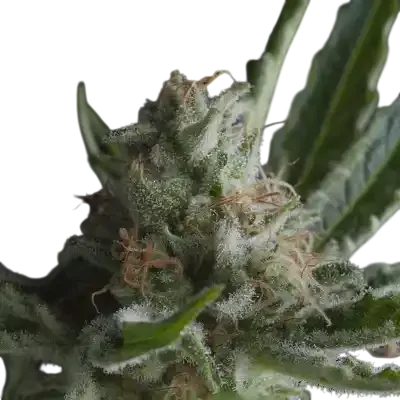 Shark | PHOTOFEM | Pyramid Seeds