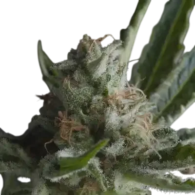 Shark CBD