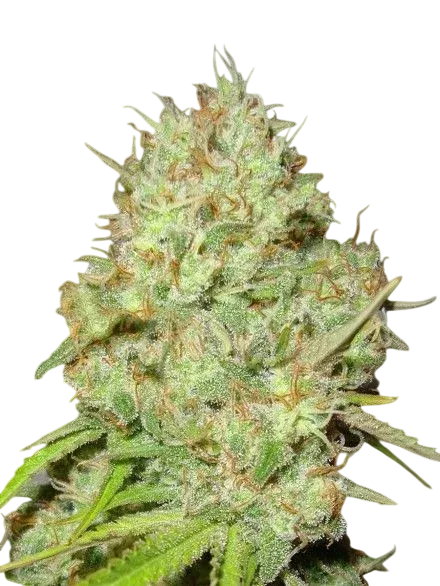 Shark Widow | PHOTOFEM | Advanced Seeds
