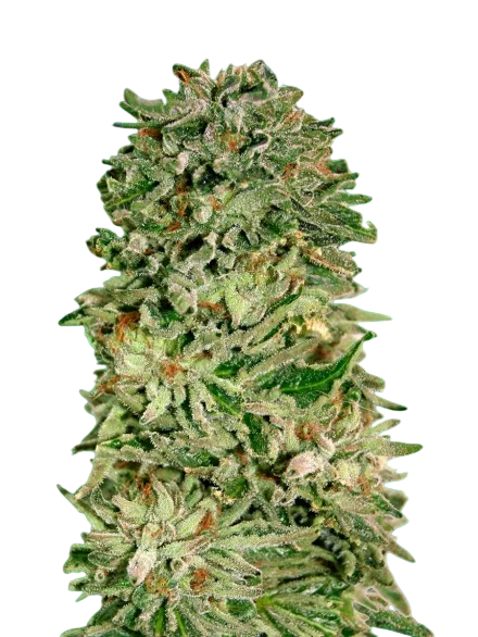 Shark Widow CBD | PHOTOFEM | Advanced Seeds