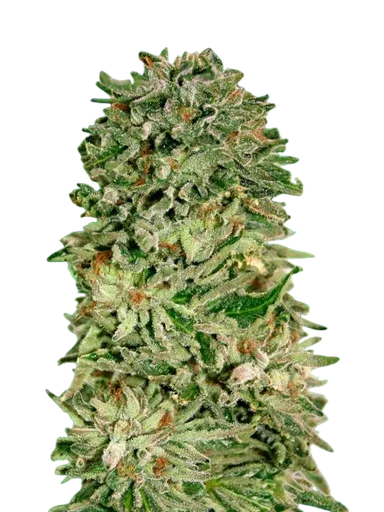 Shark Widow CBD