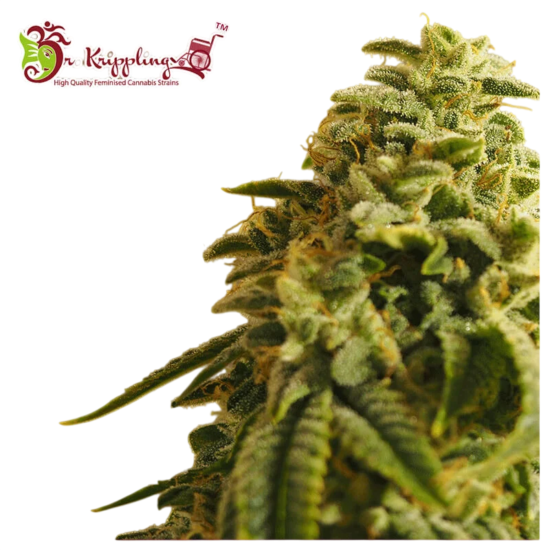 Sherbert Gorilla | PHOTOFEM | Dr Krippling