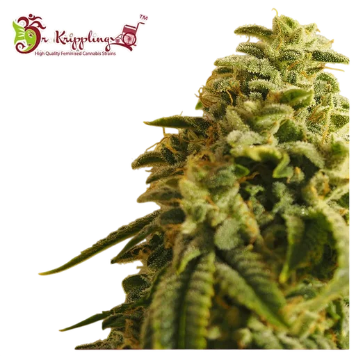 Sherbert Gorilla