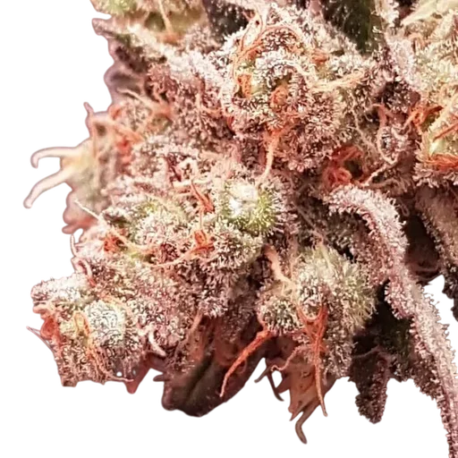 Sherbet