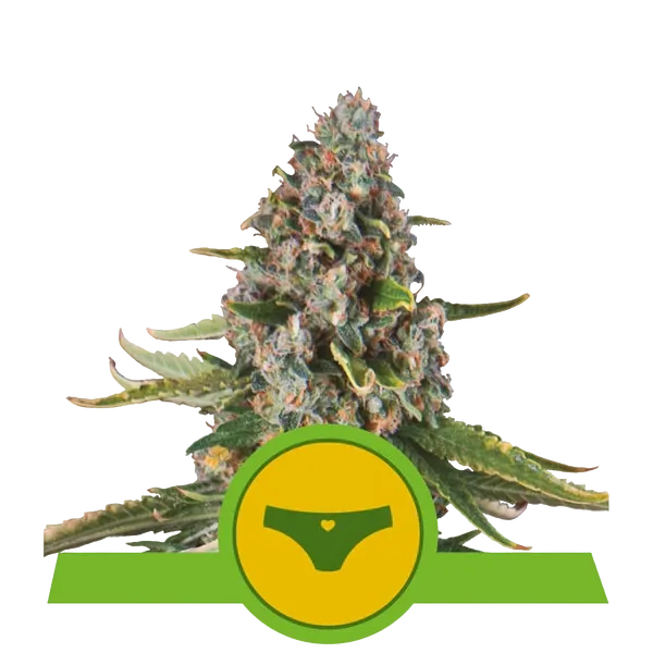 Sherbet Queen Auto | AUTOFEM | Royal Queen Seeds