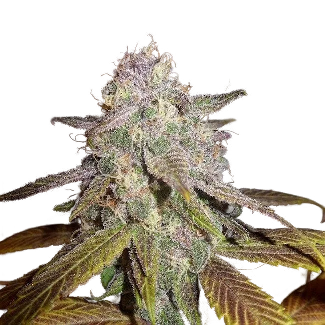 Blueberry F5 | PHOTOREG | DJ Short
