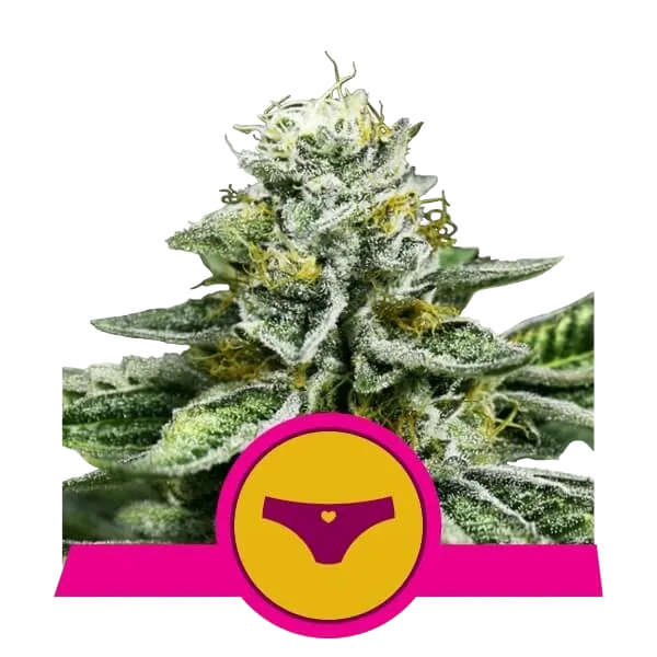 Sherbet Queen | PHOTOFEM | Royal Queen Seeds