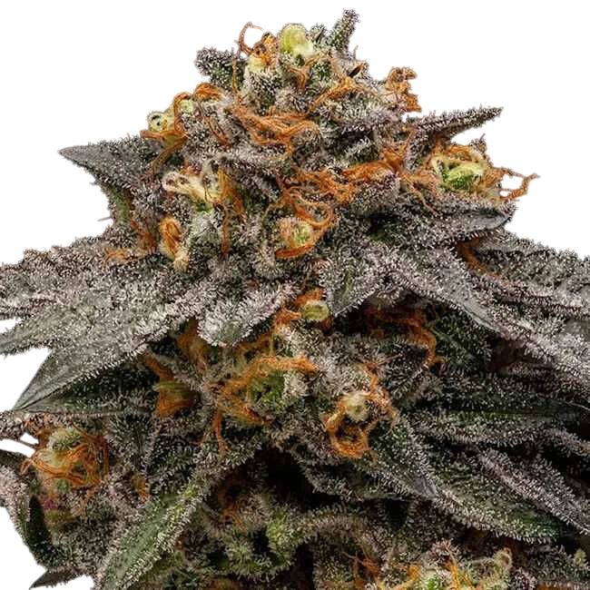 Shimo | PHOTOFEM | Ripper Seeds