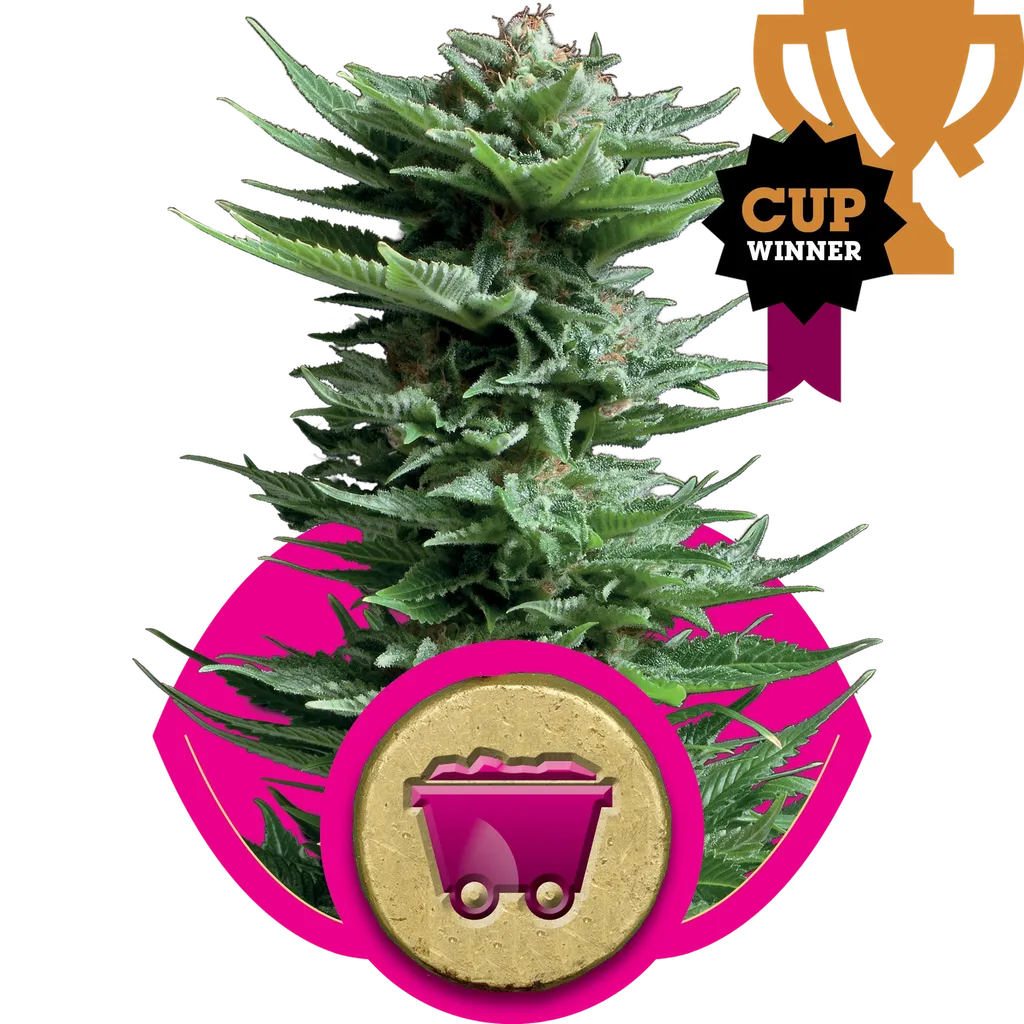 Shining Silver Haze | PHOTOFEM | Royal Queen Seeds