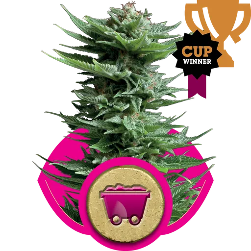 Shining Silver Haze