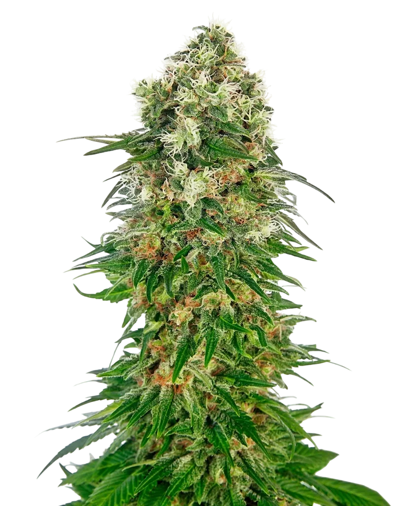 Shiva Skunk Auto | AUTOFEM | Sensi Seeds