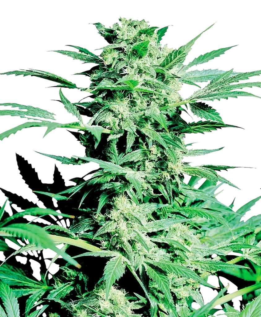 Shiva Skunk | PHOTOFEM | Sensi Seeds