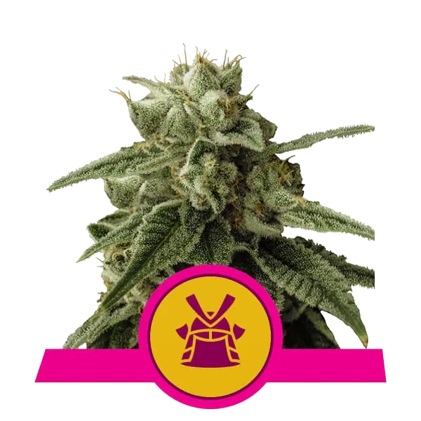 Shogun | PHOTOFEM | Royal Queen Seeds