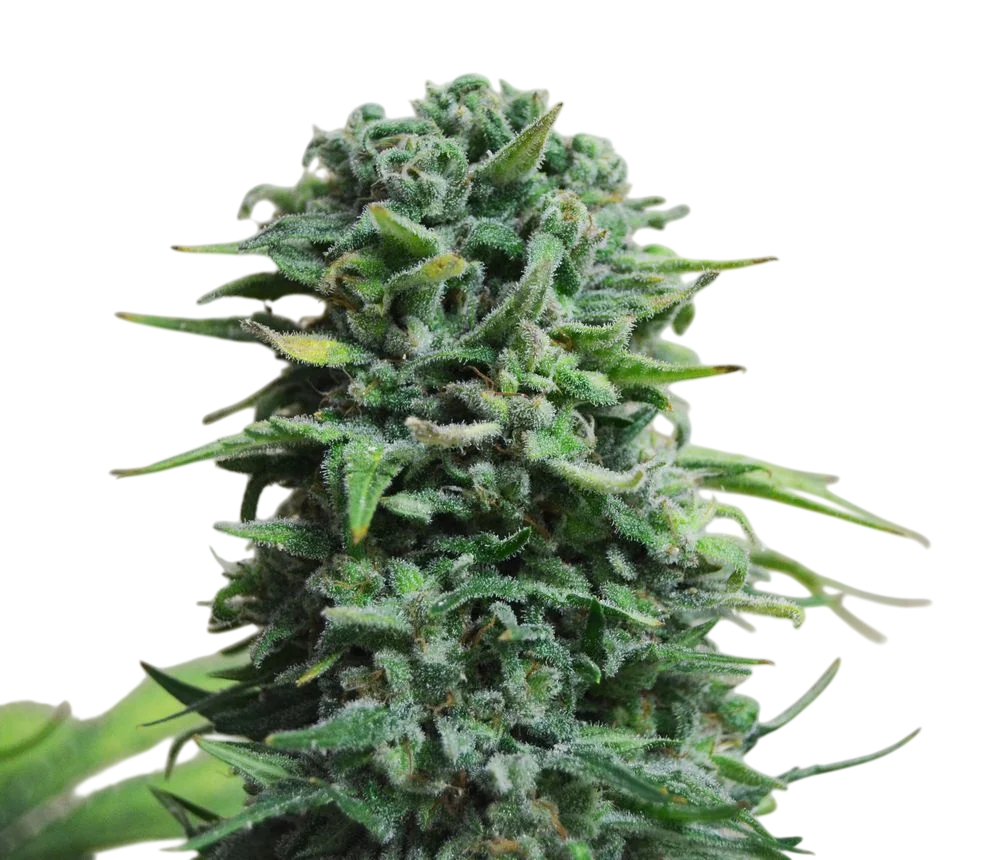 Siberian Haze Auto | AUTOFEM | Kalashnikov Seeds