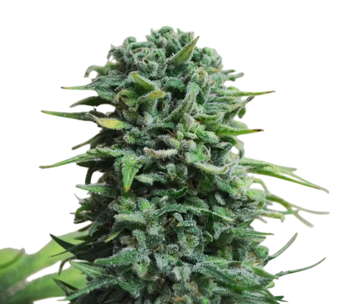 Siberian Haze Auto