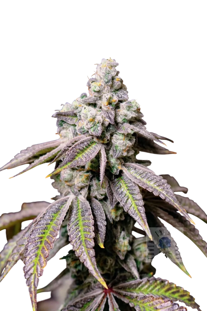 Blueberry Fudge | PHOTOFEM | Lovin In Her Eyes