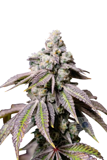 Blueberry Fudge