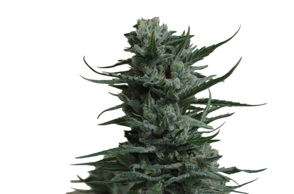 Siberian Haze | PHOTOFEM | Kalashnikov Seeds