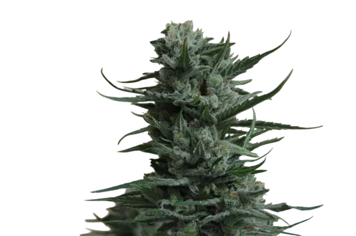 Siberian Haze
