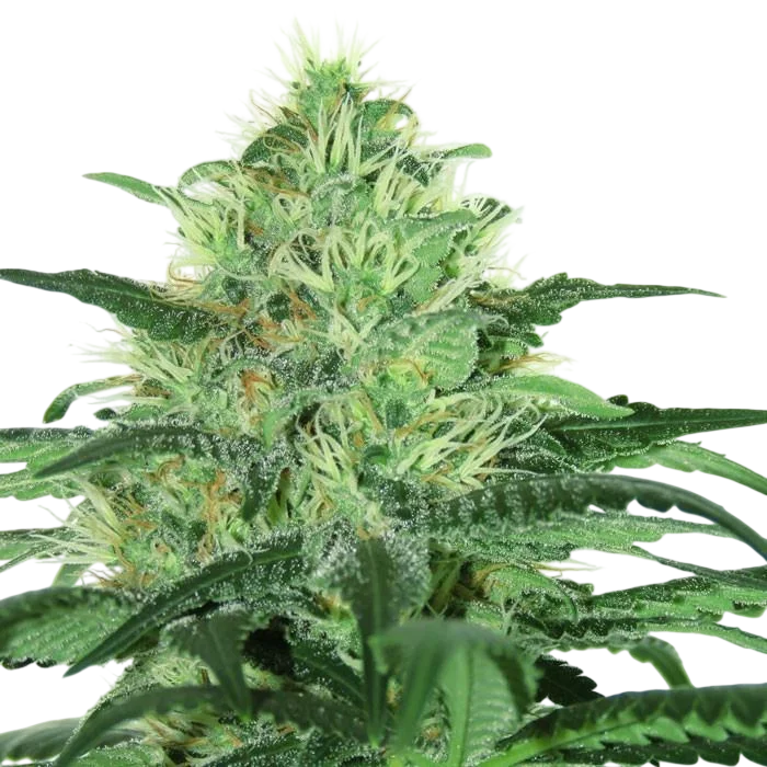 Sideral | PHOTOFEM | Ripper Seeds