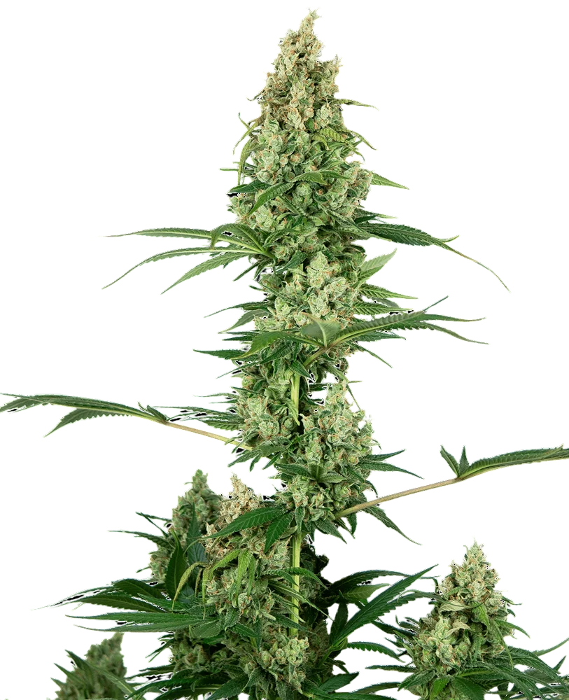 Silver Fire | PHOTOFEM | Sensi Seeds