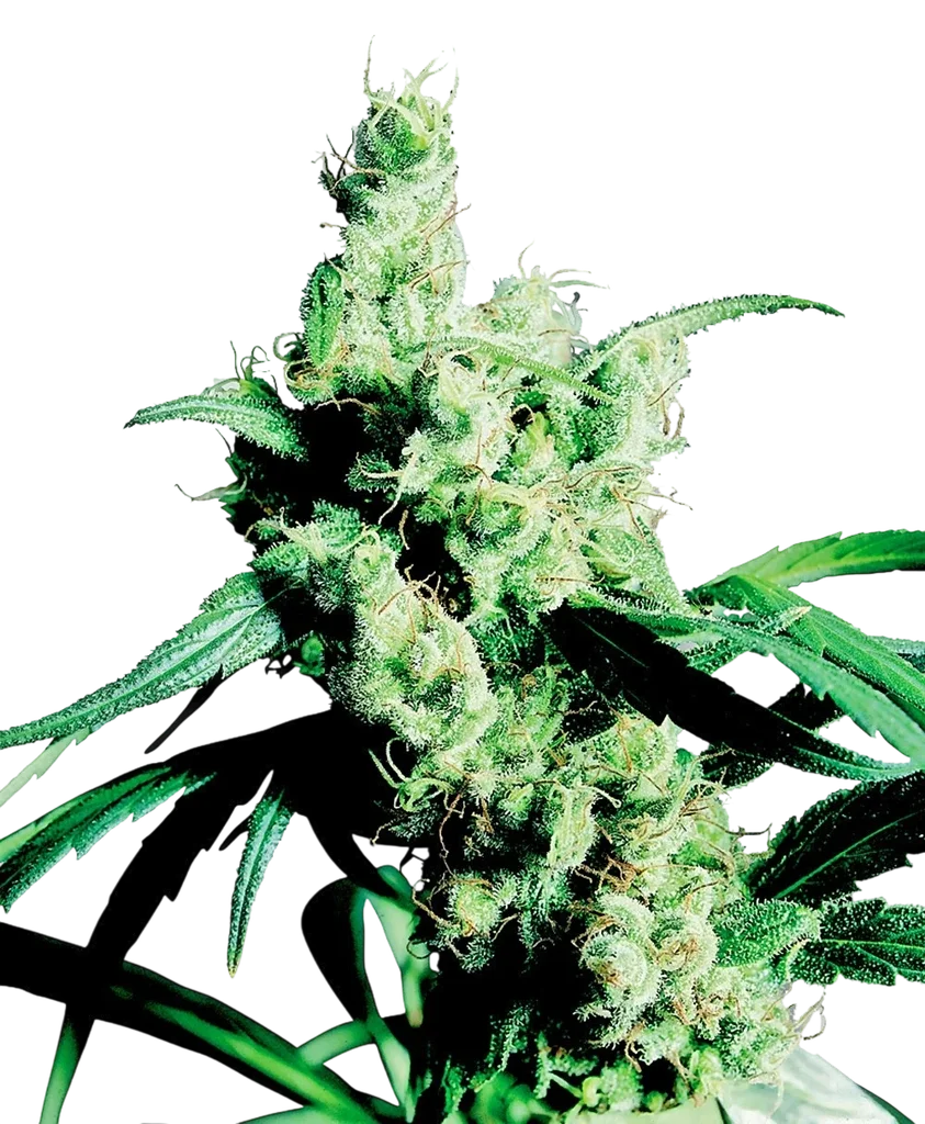 Silver Haze | PHOTOFEM | Sensi Seeds