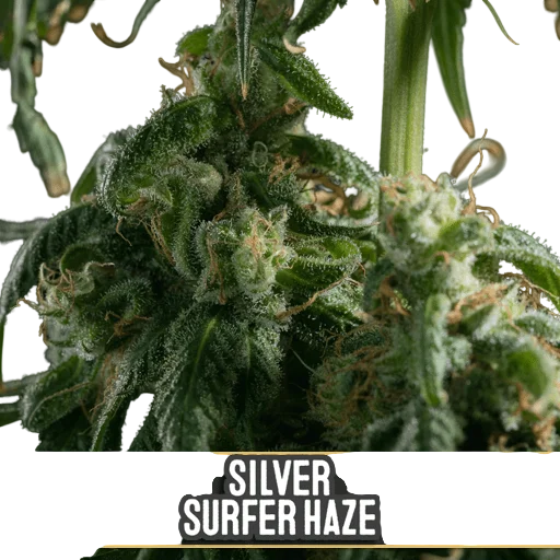 Silver Surfer Haze | PHOTOFEM | Blimburn Seeds