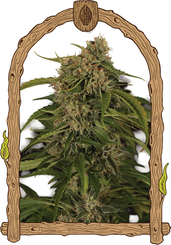 Sir Jack Pure CBD Auto | AUTOFEM | Exotic Seed