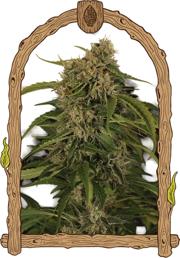 Sir Jack Pure CBD Auto