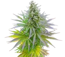 Blueberry Gum | PHOTOFEM | G13 Labs