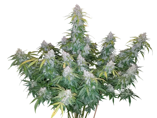 Six Shooter Auto